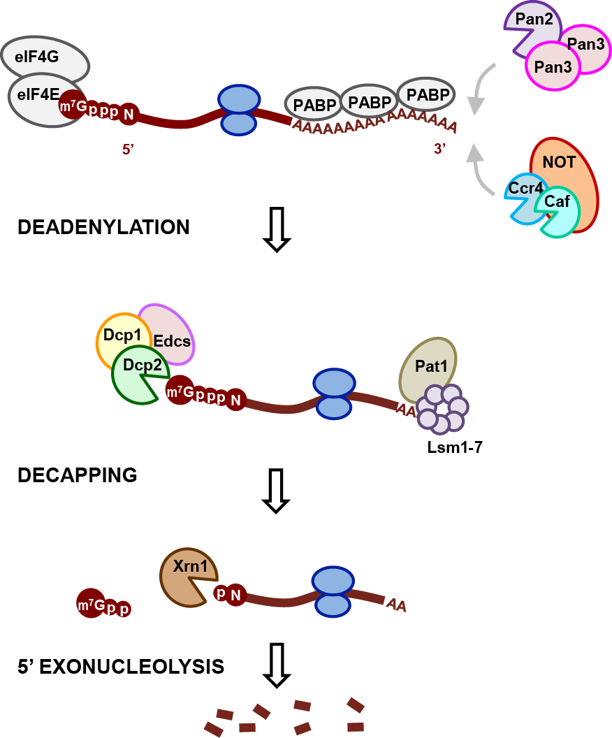 Dcp2 Descriptive Figure