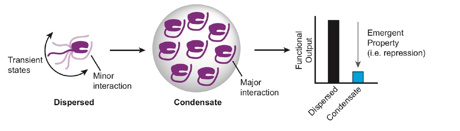 llps Descriptive Figure