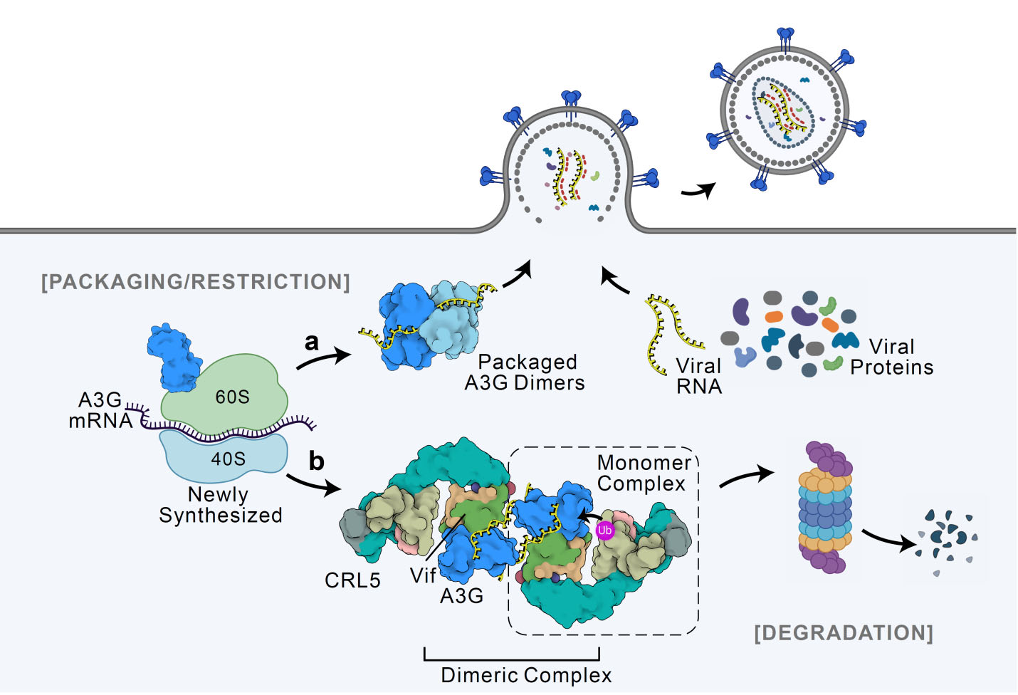 HIV Descriptive Figure